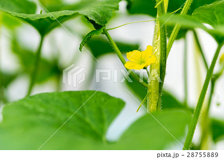 Japanese melons Japanese melons 28755889