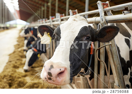 herd of cows eating hay in cowshed on dairy farm 28756088