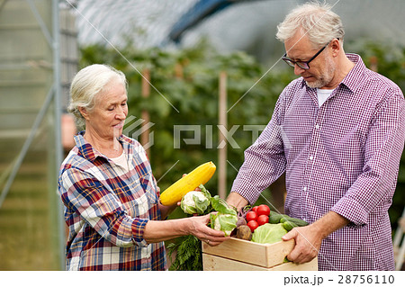 senior couple with box of cucumbers on farm senior couple with box of cucumbers on farm 28756110