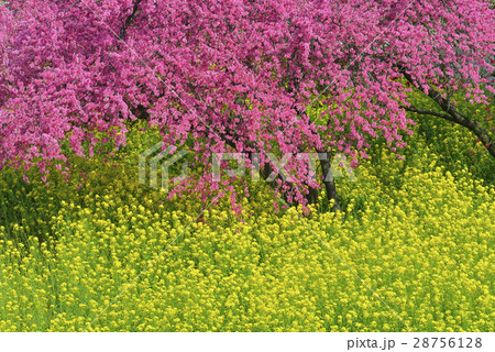菜の花とキクモモ 28756128