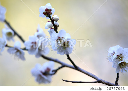 白梅の花 白梅の花 28757048