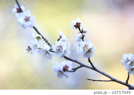 白梅の花 白梅の花 28757049