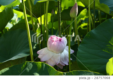 近江妙蓮1 28757068