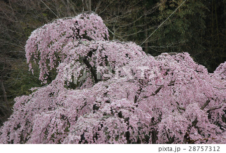 満開になった滝桜(3) 28757312