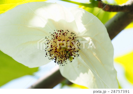 ハンカチノキの花 28757391
