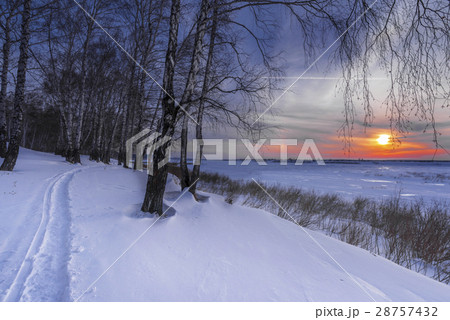 Trees and setting sun Trees and setting sun 28757432