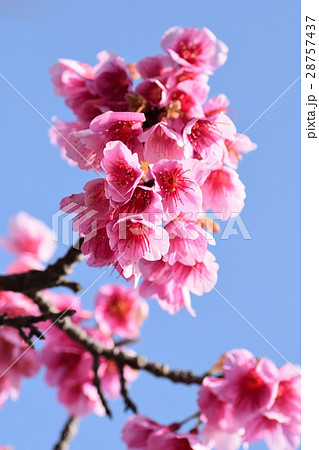 早春の緋寒桜の花さくら サクラ 花びら 春 満開 早春の緋寒桜の花さくら サクラ 花びら 春 満開 28757437