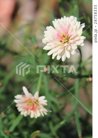 八重のマーガレット　薄ピンク 28758335