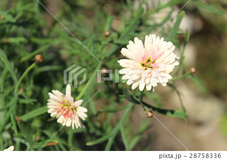 八重のマーガレット　薄ピンク 28758336