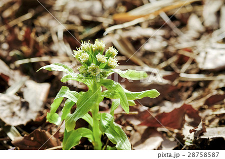フキノトウ 蕗の薹 蕗 フキノトウ 蕗の薹 蕗 28758587