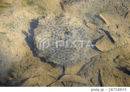 ニホン赤ガエルの卵 ニホン赤ガエルの卵 28758655