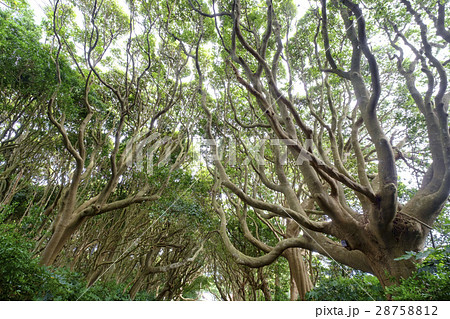 タブの木　タブの木の森　 28758812