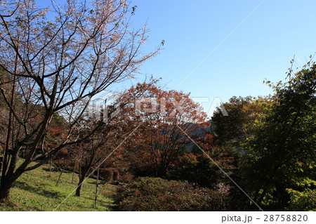 埼玉県城峯公園冬桜の郷の秋の風景 28758820