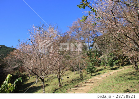 埼玉県城峯公園冬桜の郷の秋の風景 28758821