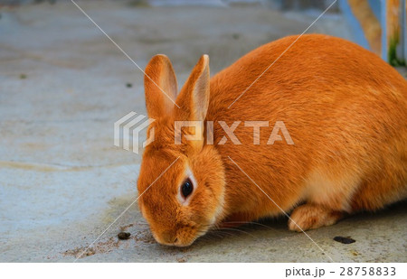 ネザーランドドワーフ ネザーランドドワーフ 28758833