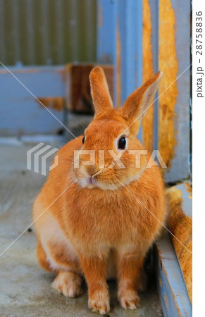 ネザーランドドワーフ ネザーランドドワーフ 28758836