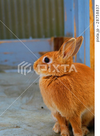 ネザーランドドワーフ 28758837