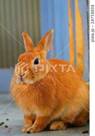 ネザーランドドワーフ ネザーランドドワーフ 28758838