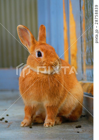 ネザーランドドワーフ ネザーランドドワーフ 28758839