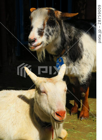 板橋区立こども動物園のヤギ 板橋区立こども動物園のヤギ 28759009