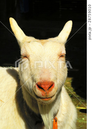 板橋区立こども動物園のヤギ 板橋区立こども動物園のヤギ 28759010