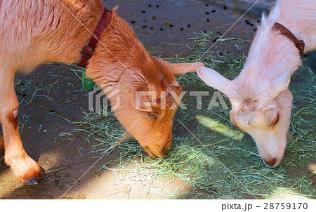 板橋区立こども動物園のヤギ 28759170