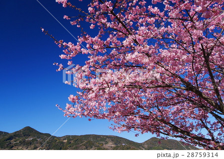 桜 28759314