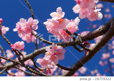 桜 桜 28759322