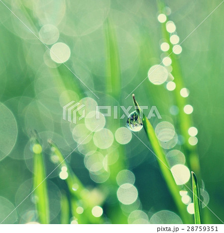 Spring.Beautiful natural background of green grass Spring.Beautiful natural background of green grass 28759351