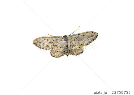 moth on a white background 28759753