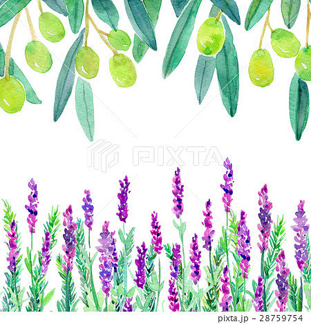 水彩イラスト 植物 フレームのイラスト素材 28759754 Pixta