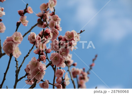 梅の花 28760068