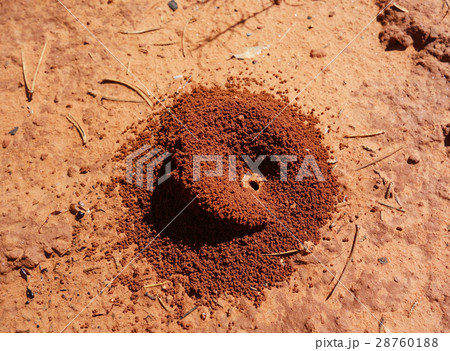 アリの巣　セドナ　イメージ素材 28760188