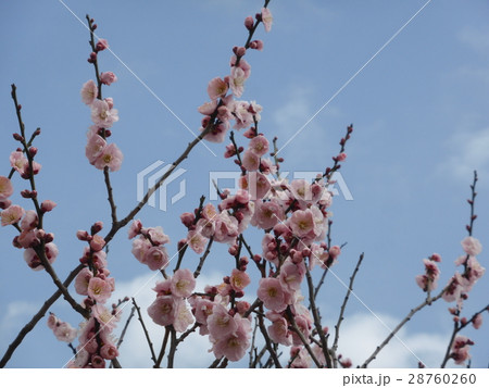 梅の花 梅の花 28760260