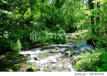 軽井沢　新緑に囲まれた湯川 28760482