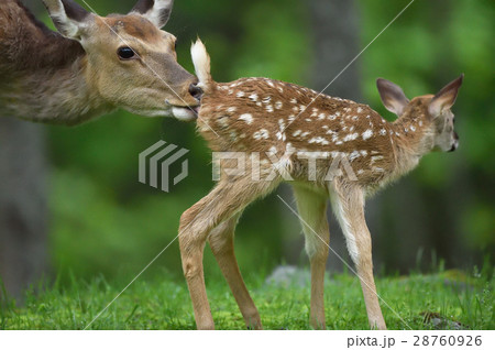 エゾシカの親子 28760926