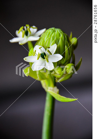 白色 白 ホワイト 28761656