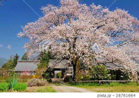 長野県下伊那郡高森町松源寺の桜 長野県下伊那郡高森町松源寺の桜 28761664