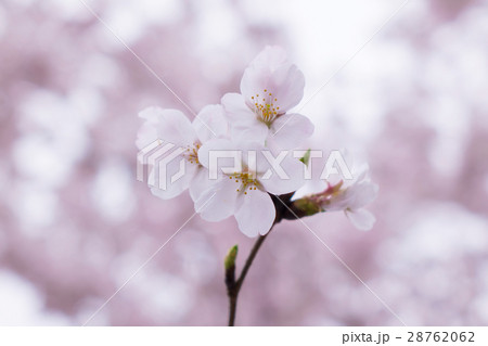 桜　春イメージ　 28762062