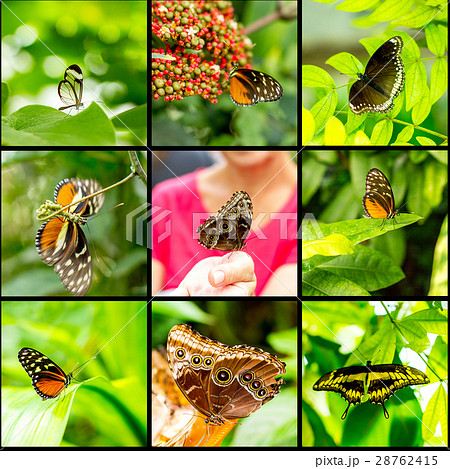 Collage insect butterfly on black background 28762415