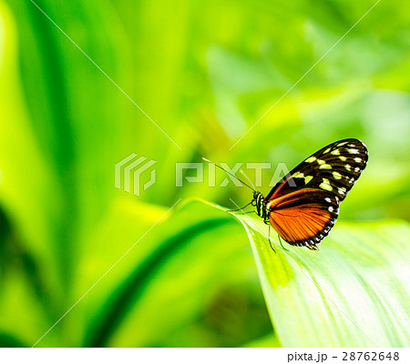 Morpho achilles portrait with bokeh blurred 28762648