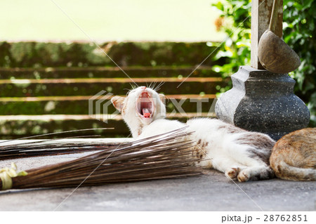Stray cat yawns in Taman Ayun temple, Bali. Stray cat yawns in Taman Ayun temple, Bali. 28762851
