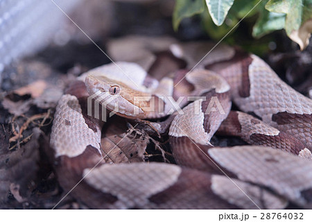 カパーヘッド 毒ヘビ 爬虫類 カパーヘッド 毒ヘビ 爬虫類 28764032