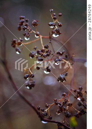 rain drops on a branch 28764249