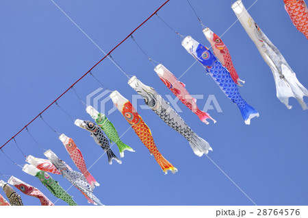 泳ぐこいのぼり 28764576