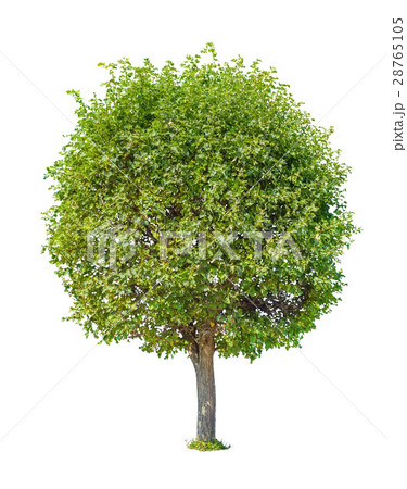 Green tree with round crown Green tree with round crown 28765105