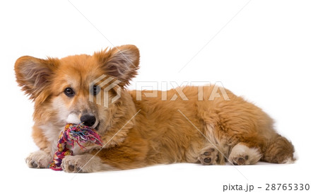 corgi fluffy portrait corgi fluffy portrait 28765330