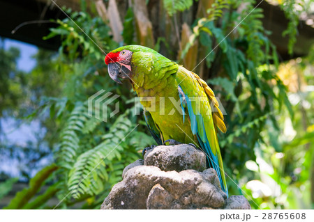 green parrot bird on wood branch green parrot bird on wood branch 28765608