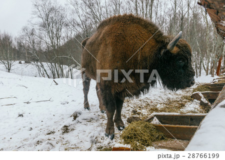 Adult European Bison is Eating Velours Grasses 28766199