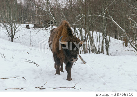 Adult European Bison in National Park 28766210